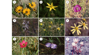 New review on the legacy of the “botanist from Belvidere”