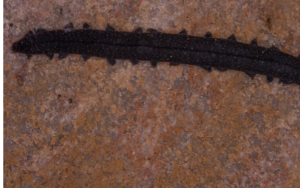 Nuwe fluweelwurmspesie ’n eerste vir die Klein-Karoo