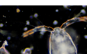 Plankton Manifes onthul belangrikheid van “onsigbare organismes”