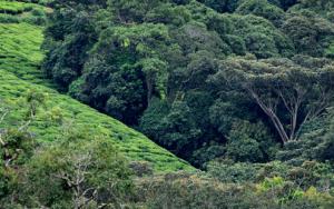 The role of ecotones in a changing world