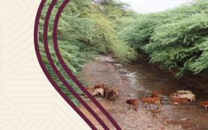 Scientists tackle one of Africa’s most destructive invasive trees