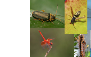 Sommige insekbevolkings neem af, maar wat gebeur met die ander 99%?