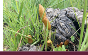 Twee nuwe Psilocybe-sampioenspesies in Suider-Afrika ontdek