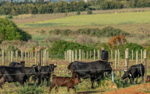 US pak bul by die horings met navorsing oor herlewingswynbou