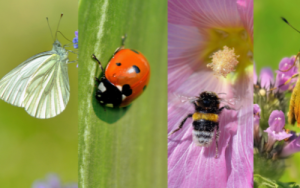 Waarom moet ons oor insekte omgee?