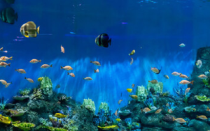 Wêreldoseanedag: Ons moet ŉ volhoubare blou ekonomie bevorder