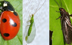 Why we should value insects