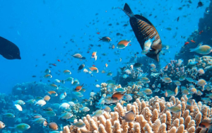 World Oceans Day: The wonder of the ocean economy