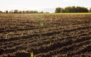 An agricultural plowed field with green small shoots breaking through the soil