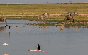 A picture of flamingos, wildebeest, and zebras drinking at waterhole.