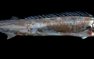 A picture of a Cape snoek against a black background.