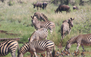 Zebras, wildebeests and birds photographed drinking at a river.