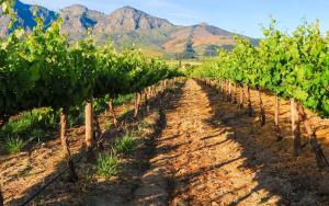 Vineyards in Stellenbosch with mountains in the background.