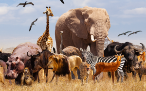 A picture of a group of many African animals, including giraffes, lions, elephants, and monkeys standing together with Kilimanjaro Mountain in the background.