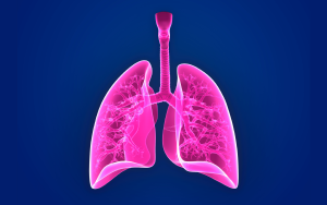 A picture of a posterior view of the lungs against a blue background.