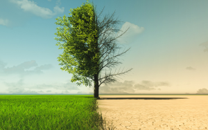 A photo depicting climate change from drought to green growth. 