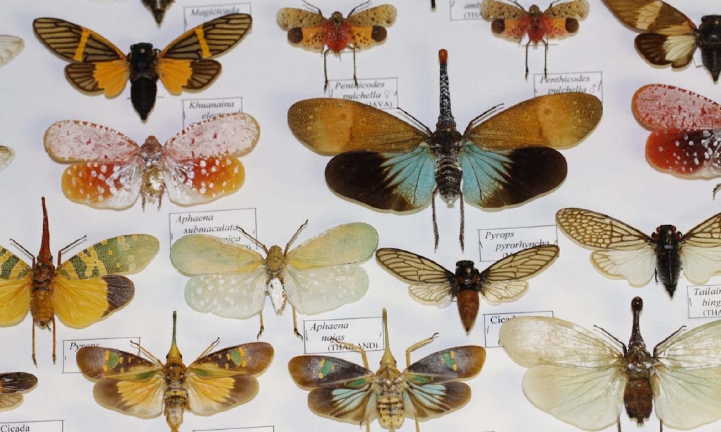 Conservation Ecology & Entomology | Stellenbosch University