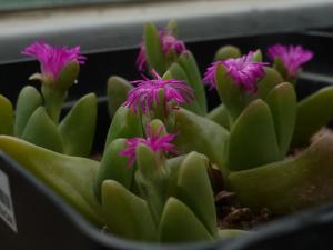 Gibbaeum esterhuyseniae.jpg