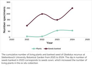 Gladiolus recurvus a.jpg