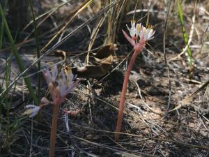 Haemanthus pumilio.jpg