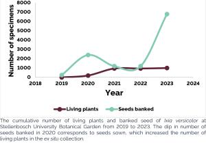 Ixia versicolor a.jpg
