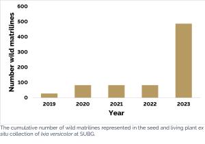 Ixia versicolor b.jpg