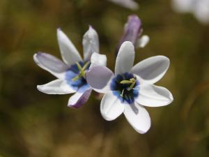 Ixia versicolor.jpg