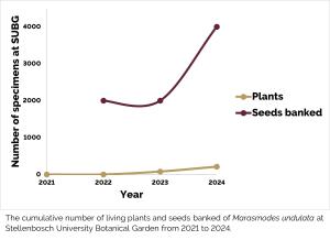 Marasmodes undulata a.jpg