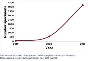 Oxalis fragilis a.jpg