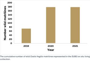 Oxalis fragilis b.jpg