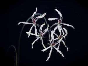 Pelargonium fergusoniae 1.jpg