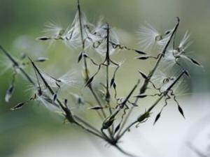 Pelargonium fergusoniae 2.jpg