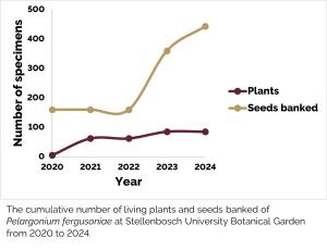 Pelargonium fergusoniae a.jpg