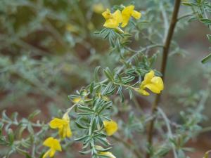 Polhillia groenewaldii.jpg