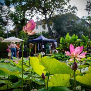 Stellenbosch University Botanical Gardens Events2.jpg