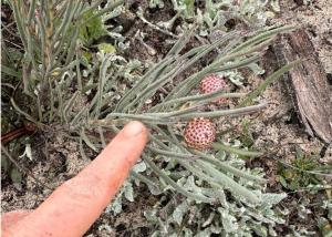 Fynbos restoration 21.jpg