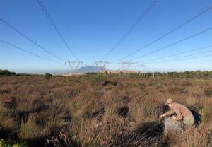Fynbos restoration 2.jpg