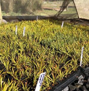 Fynbos restoration 4.jpg