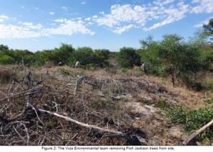 Fynbos restoration 5.jpg