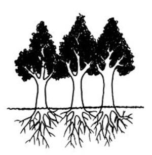 Silviculture