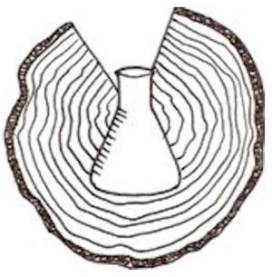 Wood-Chemistry