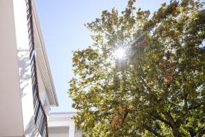 Tree in the Old Main Building courtyard with sunlight filtering through its branches.