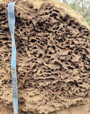 Soil Ecology