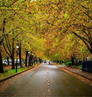 Victoria Street on SU Campus