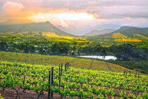 Stellenbosch Wine Route