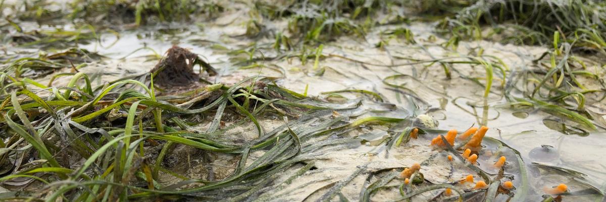 Scientists Call for Protection and Restoration of Africa’s Seagrass Meadows Scientists Call for Protection and Restoration of Africa’s Seagrass Meadows