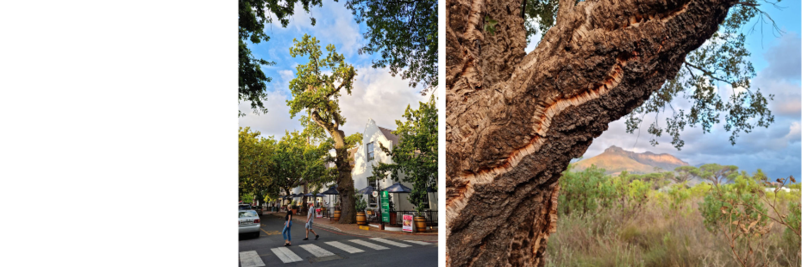 The 400-year-old story of oaks: from cultural icons to invaders and ...