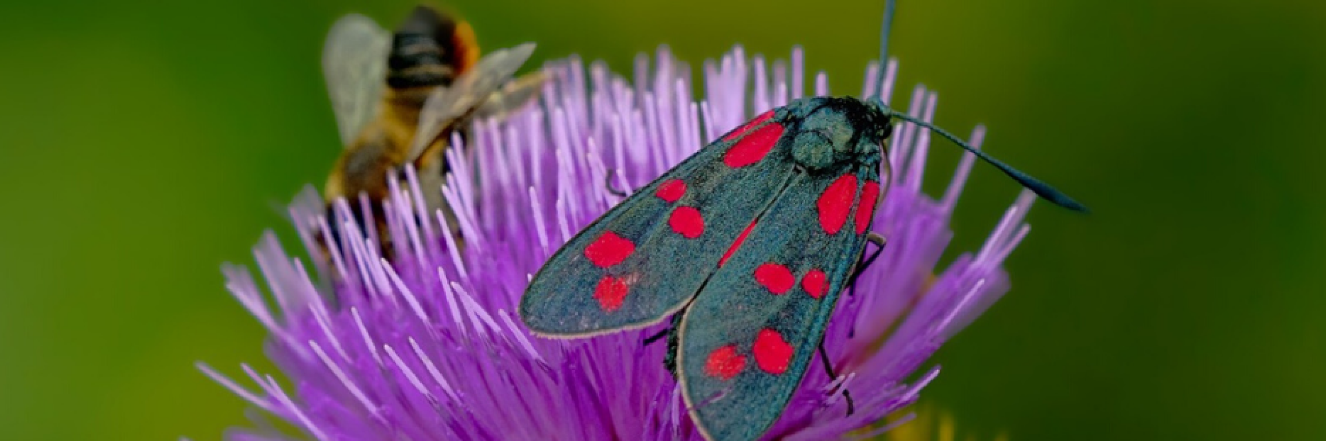 Shortest Insect Scientists develop a roadmap for global insect conservation ...