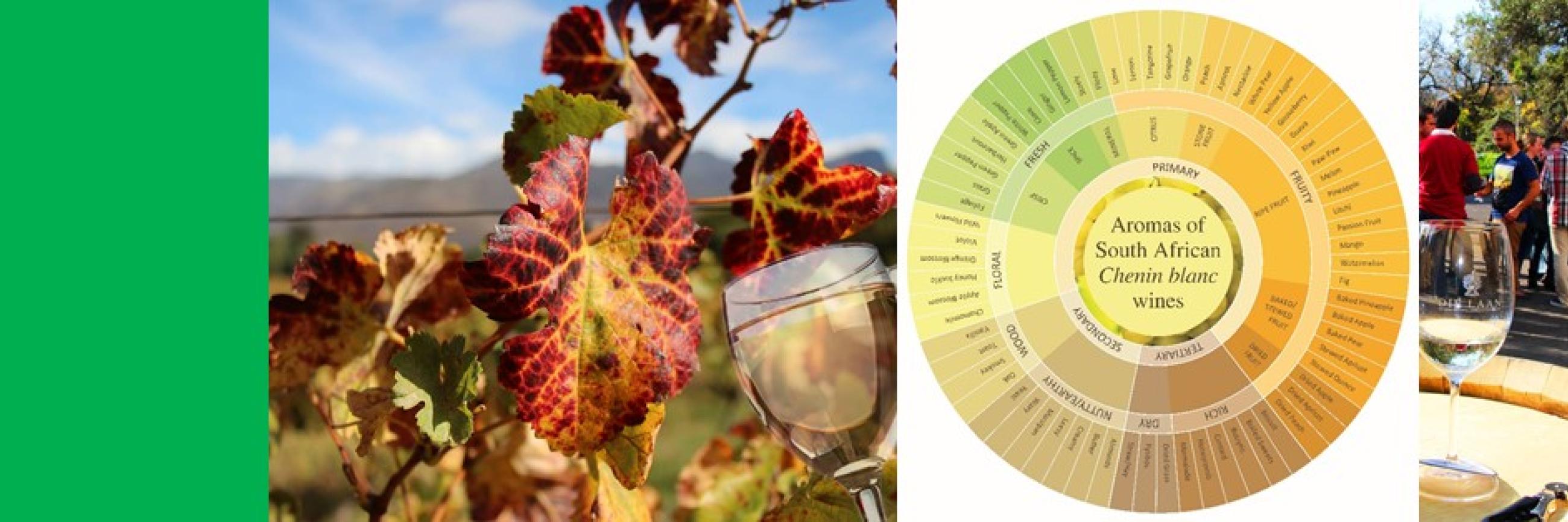 Study explores sensory space of Chenin wines with machine learning ...