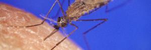 A female mosquito on a human hand.